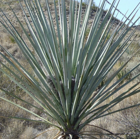 Yucca torreyi 'Torrey's Yucca' Oregon COLD HARDY Seeds