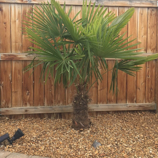 Trachycarpus fortunei ‘Bulgaria’ Palm COLD HARDY Seeds