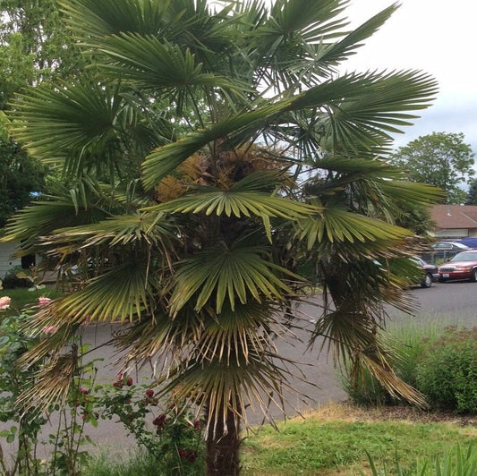 Trachycarpus 'Nova' x wagnerianus COLD HARDY Seeds