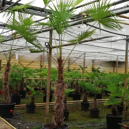Trachycarpus fortunei 'Nova' Windmill Palm COLD HARDY