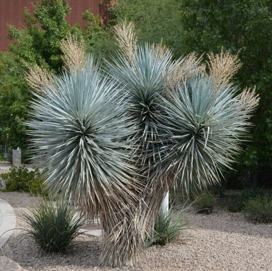 Yucca rigida 'Blue Yucca' Oregon COLD HARDY Seeds