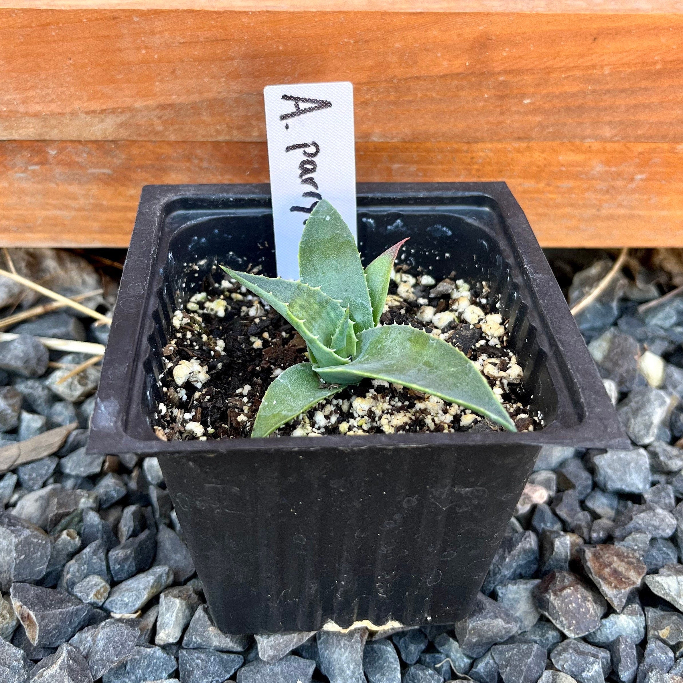 Agave parryi x utahensis 'OR Hybrid' COLD HARDY