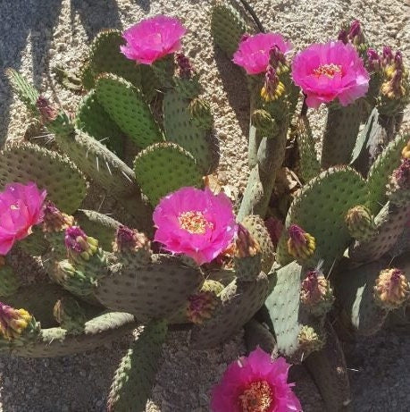 Beavertail Cactus 'Winter Glow' (Opuntia auera) COLD HARDY