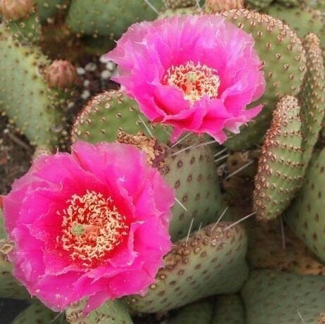 Prickly Pear Cactus 'Party Favor' (O. utahensis hyb) COLD HARDY