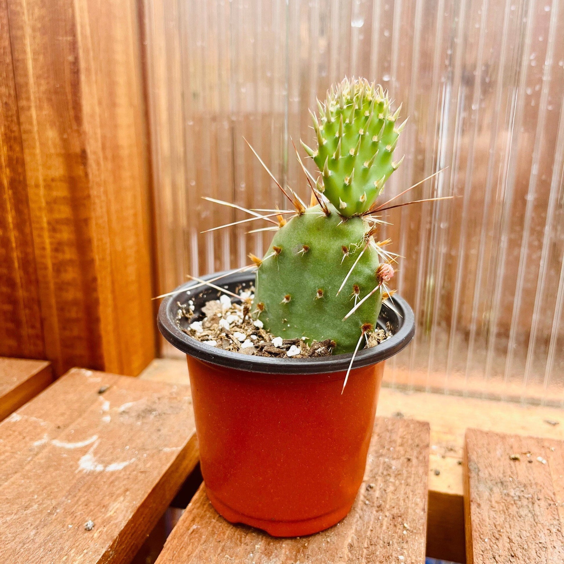 Prickly Pear Cactus 'Pina Colada' (Opuntia charlestonesis) HARDY ...