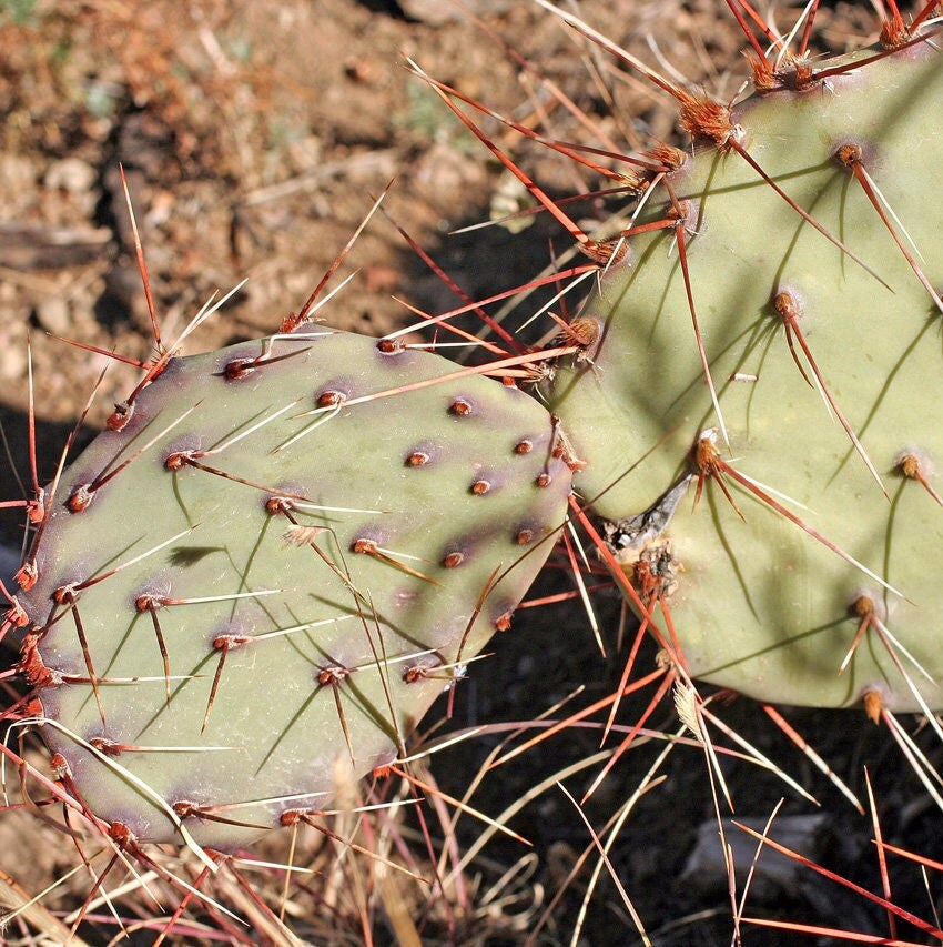Prickly Pear Cactus 'Vejo' (O. gilvescens) COLD HARDY