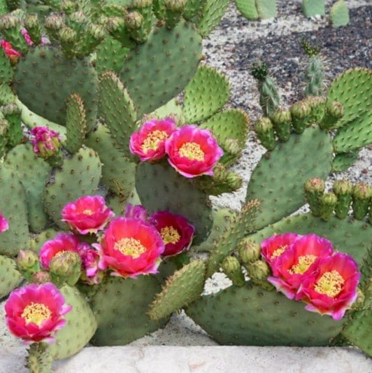 beavertail prickly pear cactus Beavertail Cactus 'Red Canyon' (Opuntia auera) COLD HARDY – Desertscape Nursery