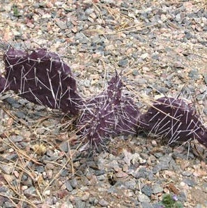 Prickly Pear Cactus 'Dark Knight' (Opuntia rhodantha) COLD HARDY