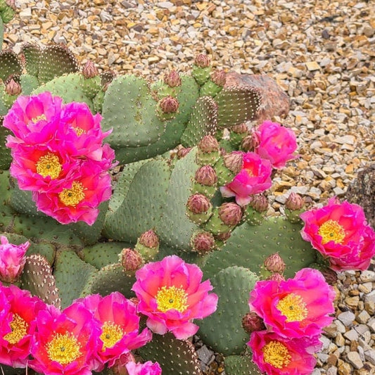 Beavertail Cactus 'Virgin River Rainbow' (Opuntia auera) HARDY