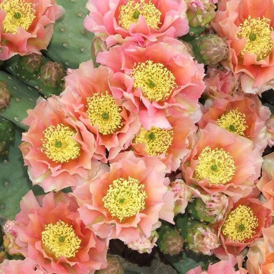 Beavertail Cactus 'Apricot Glory' (Opuntia aurea hyb) COLD HARDY