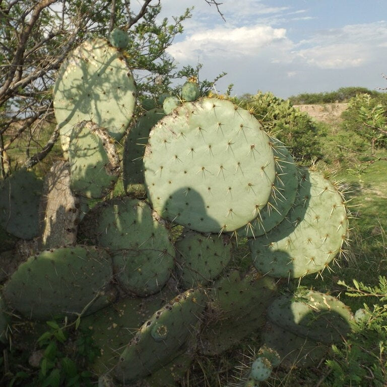 Prickly Pear Cactus 'Vejo' (O. gilvescens) COLD HARDY