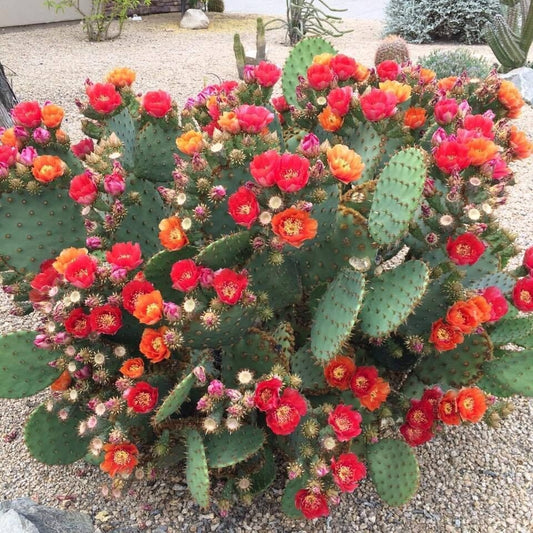 Prickly Pear Cactus 'Kaibab Red' (O. phaeacantha x) COLD HARDY