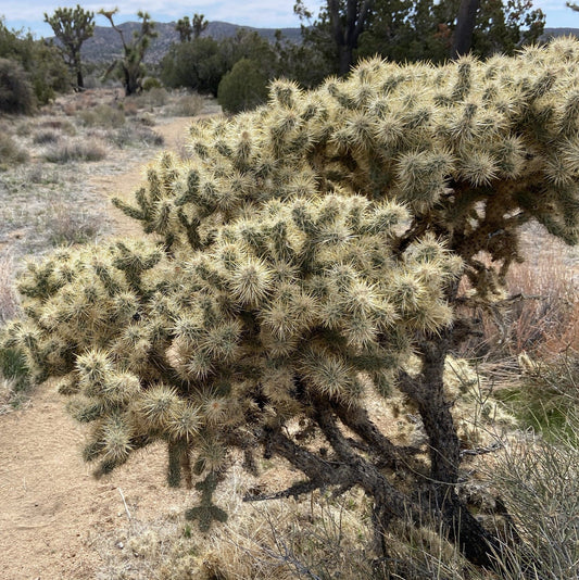 Cholla 'Oregon Haze' (Cylindropuntia echinocarpa) COLD HARDY