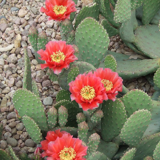 Beavertail Cactus 'Ruffled Papaya' (Opuntia aurea hyb) COLD HARDY