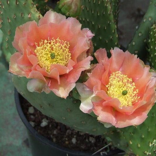 Beavertail Cactus 'Apricot Glory' (Opuntia aurea hyb) COLD HARDY