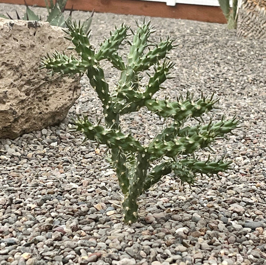 Cholla Cactus 'Santa Fe' (Cylindropuntia viridiflora) COLD HARDY