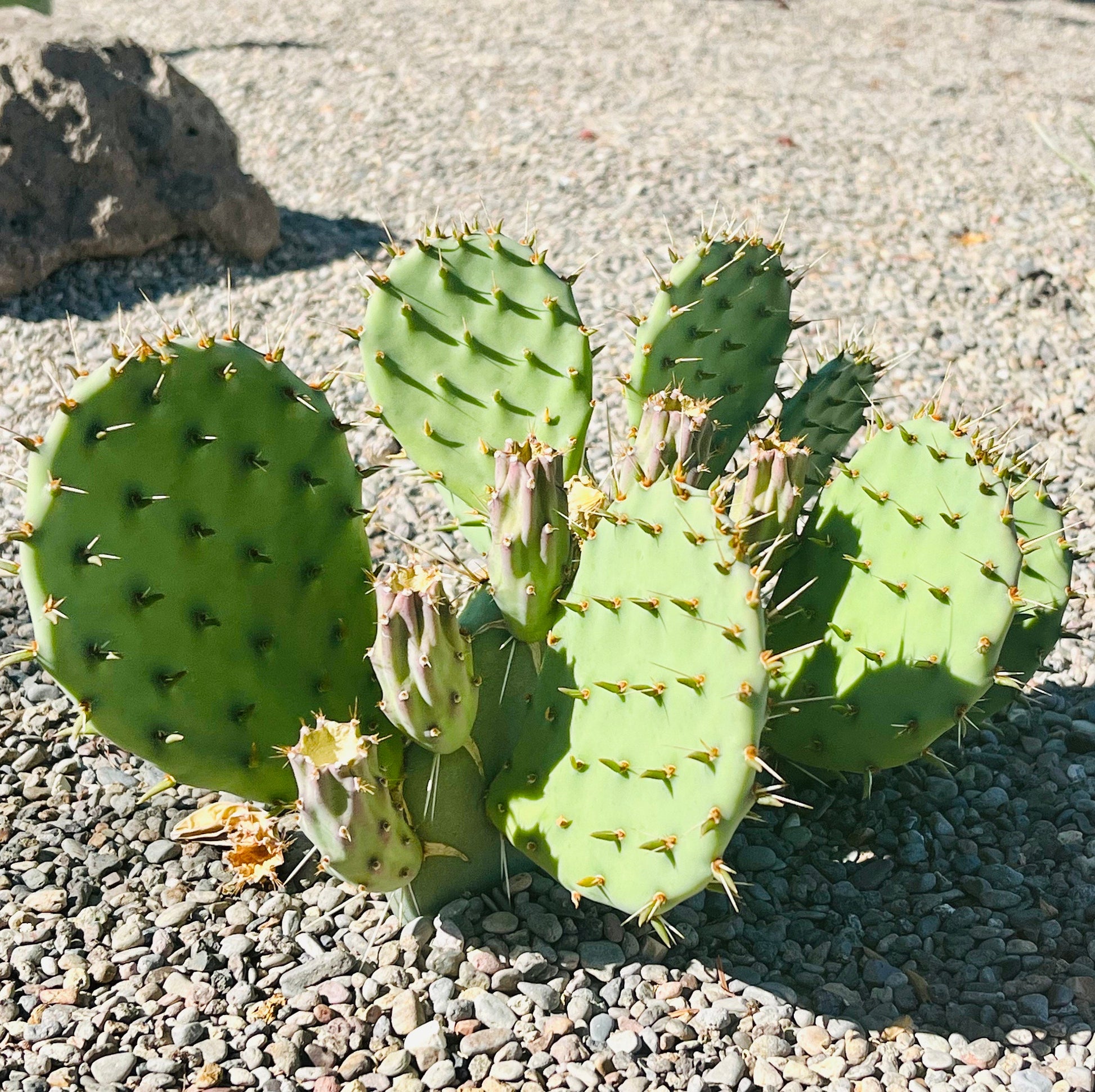 prickly pear cactus sunlight Prickly Pear Cactus 'Sandstone Sunrise' (O. woodsii hyb) HARDY – Desertscape Nursery