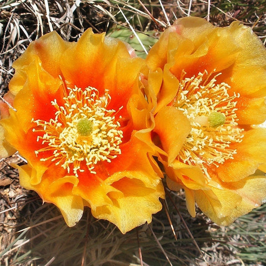 Prickly Pear Cactus 'Golden Honey' (O. toumeyi) COLD HARDY