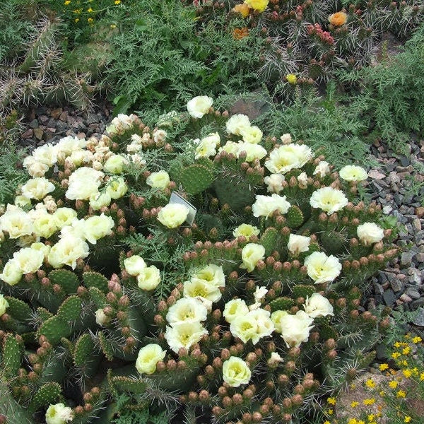 Prickly Pear Cactus 'Snowball' (O. polyacantha x rhodantha) HARDY