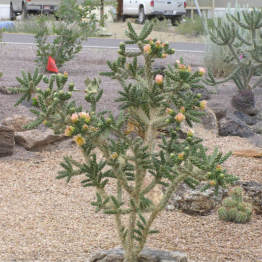Cholla Cactus 'Santa Fe' (Cylindropuntia viridiflora) COLD HARDY