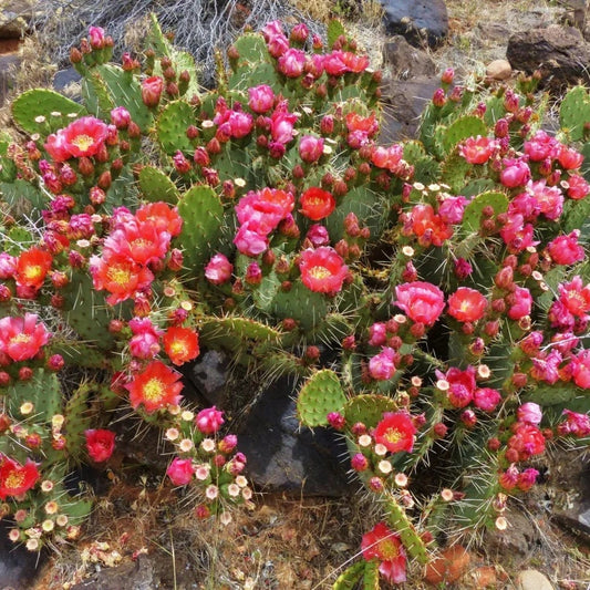 Prickly Pear Cactus 'Sandstone Sunrise' (O. woodsii hyb) HARDY