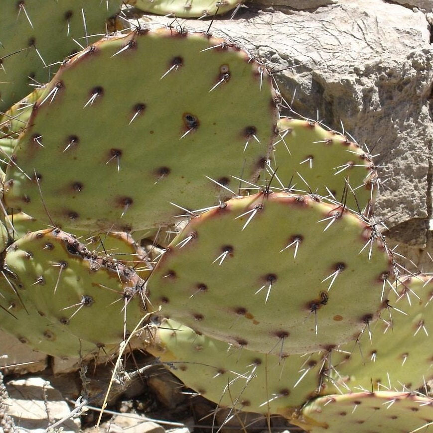 Prickly Pear Cactus 'grand Canyon' (o. Dulcis X) Cold Hardy 