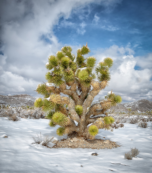 Yucca brevifolia 'Oregon' (Joshua Tree) HARDY Seeds